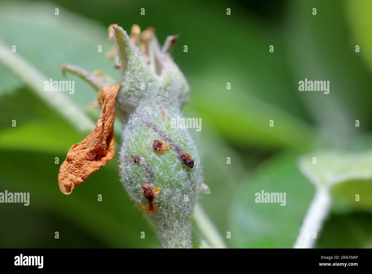 Apfelfrucht beschädigt durch Hoplocampa testudinea, Apfelsäge oder europäische Apfelsäge (klug ). Apfelschädlinge Stockfoto