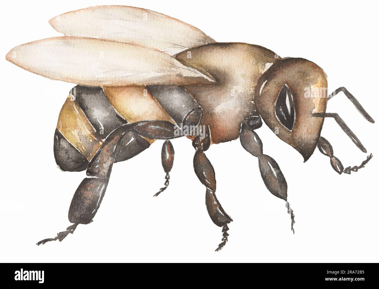 Aquarell Bumblebee Clipart, Bienenstift, Honigbiene handgemalte Clipkunst. Sommerinsekt, Symbol für Postkarte, Poster, Banner und Website. Stockfoto