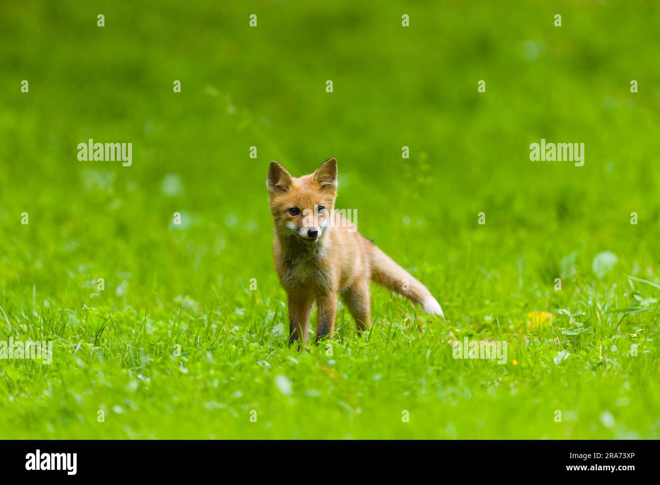 Rotfuchs Vulpes vulpes, Jungtier auf Gras, Siebenbürgen, Rumänien, Juni Stockfoto