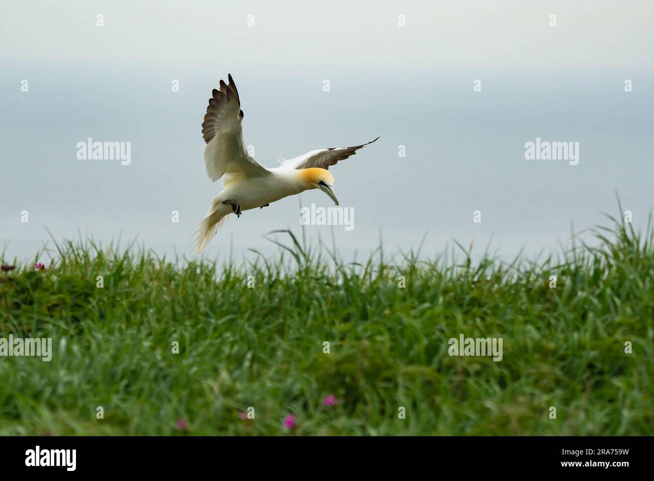 Basstölpel im Flug Stockfoto