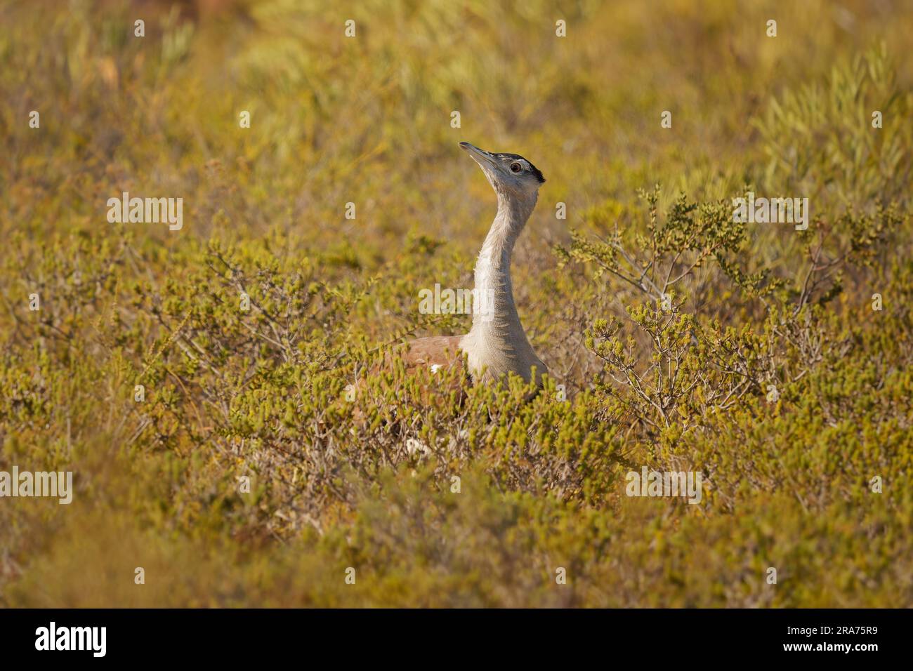 Australian trastard - Ardeotis australis großer, am Boden lebender Vogel, der in Grasland, Wäldern und offenen landwirtschaftlichen Ländern im Norden Australs üblich ist Stockfoto