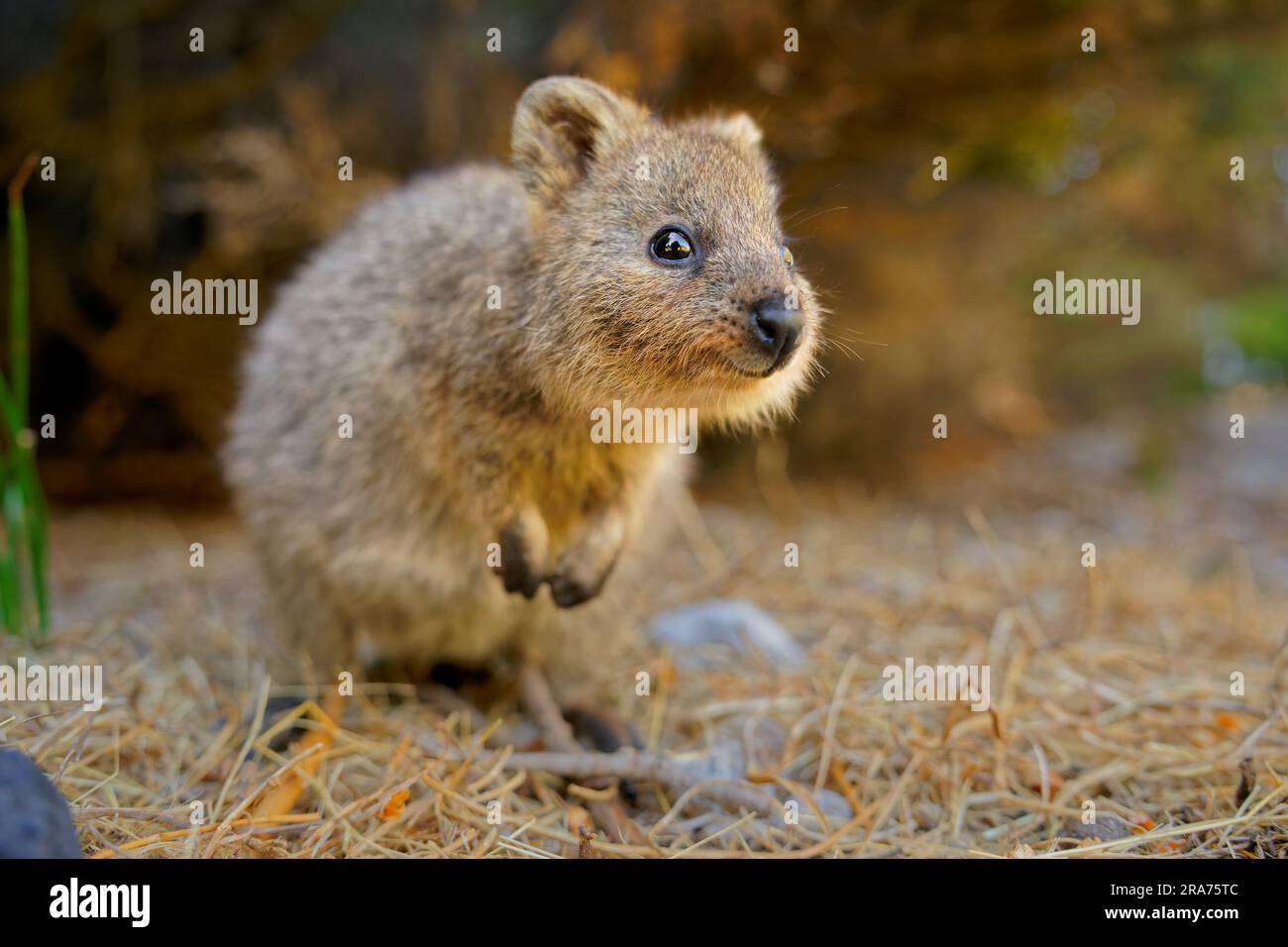 Quokka - Setonix brachyurus kleine Makropoden der Hauskatze, wie Marsupiale Känguru und Wallaby, sind Pflanzenfresser und hauptsächlich nachtaktiv, kleinere isl Stockfoto