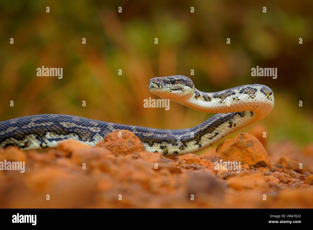 Carpet Python - Morelia spilota große Schlange von Pythonidae in Australien, Neuguinea, Bismarck-Archipel und den nördlichen Salomonen. Schlange Stockfoto