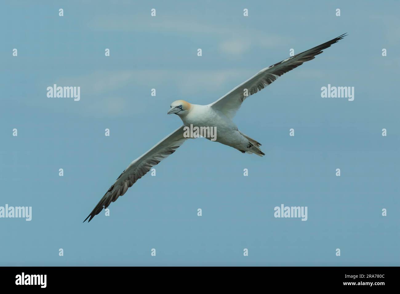 Basstölpel im Flug Stockfoto