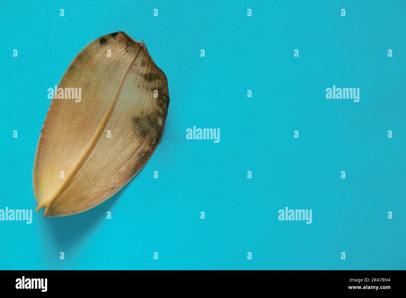 Gelbgetrocknetes Blatt einer Phalaenopsis-Blume liegt auf einem isolierten Hintergrund Stockfoto