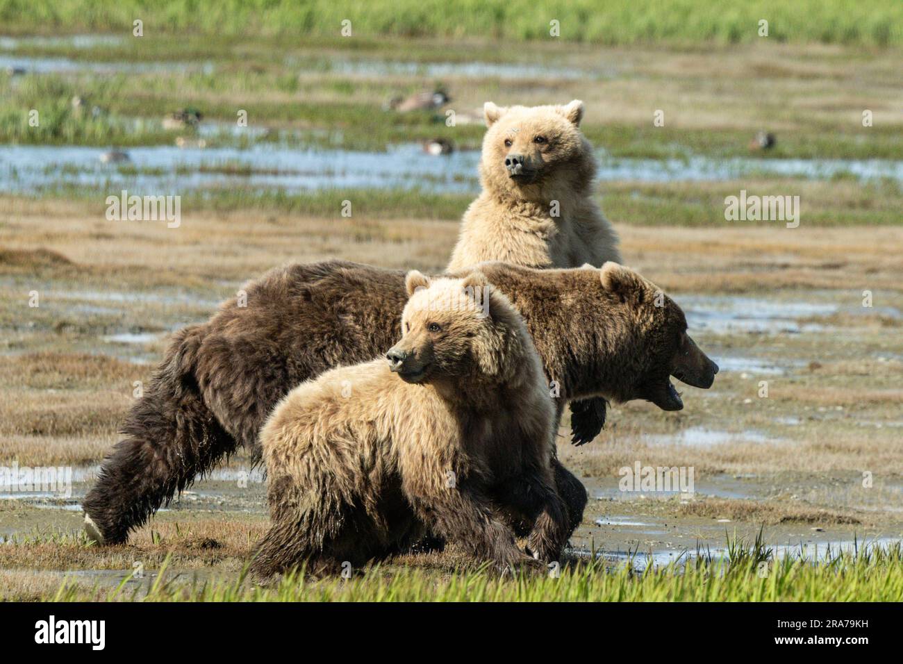 Im abgelegenen McNeil River Wildlife Refuge am 18. Juni 2023 auf der Halbinsel Katmai, Alaska, reagieren zwei Jährliche Braunbären, während sich ein weiterer Bär dem Mutterbären nähert. Der abgelegene Ort ist nur mit einer speziellen Genehmigung zugänglich und enthält die weltweit größte saisonale Population von Braunbären. Stockfoto