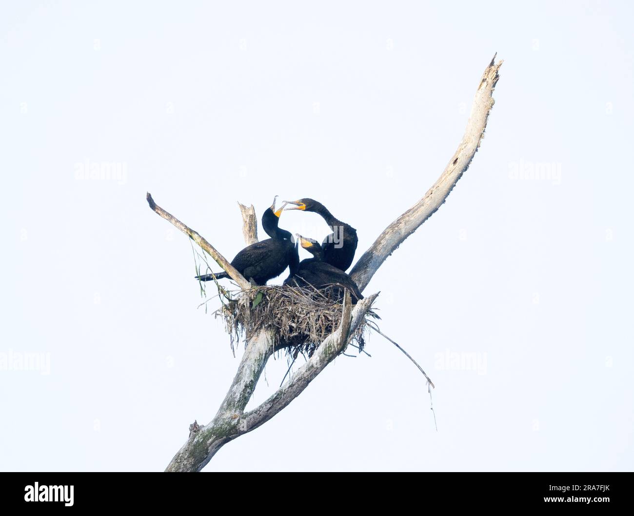 Doppelkammkrebskormorant für Erwachsene und Chicks in Nest Stockfoto