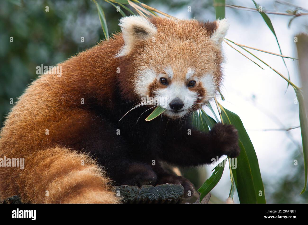 Flauschiger, roter, süßer Panda, der Blätter isst Stockfoto