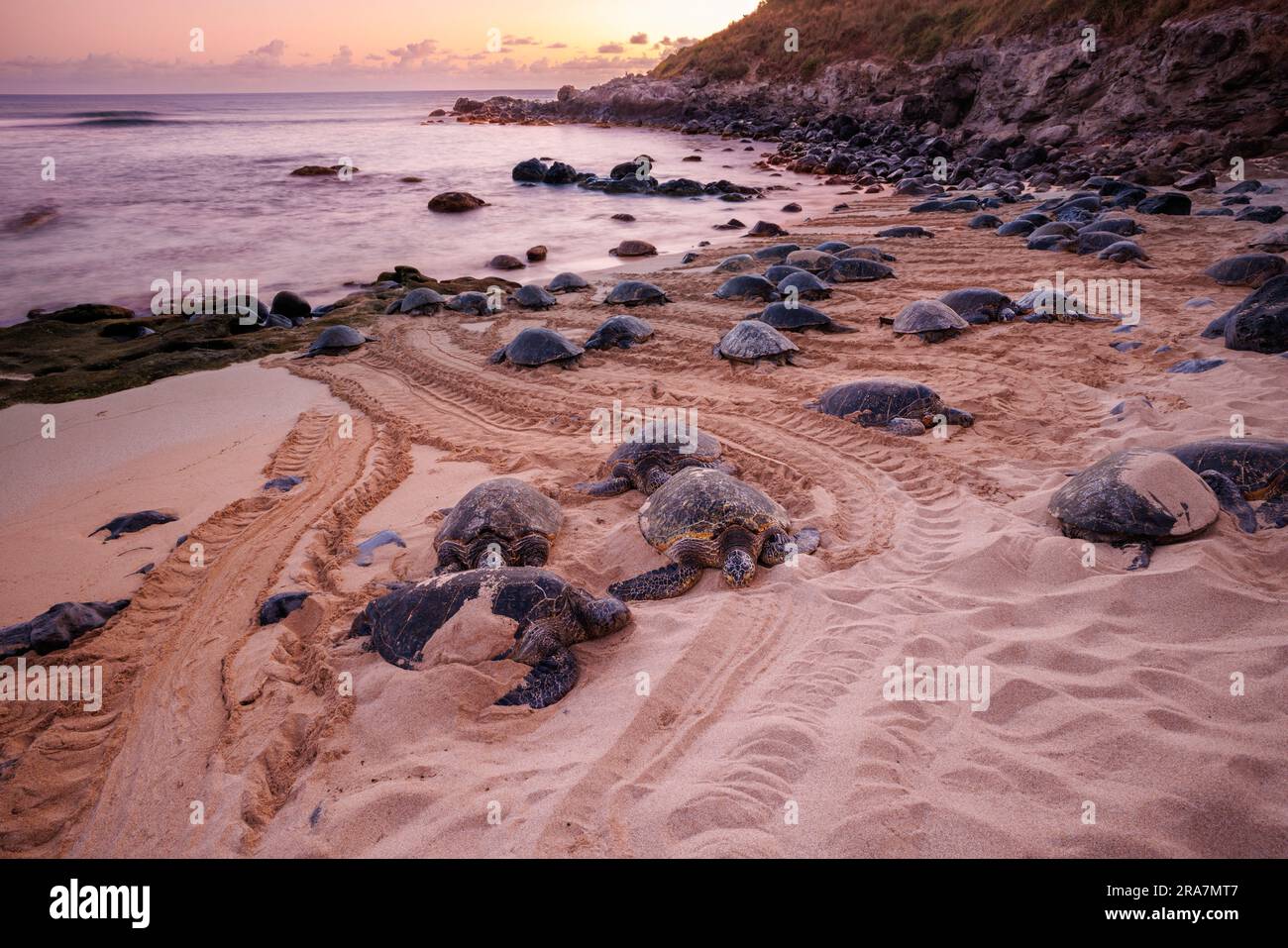 Diese grünen Meeresschildkröten, Chelonia mydas, eine vom Aussterben bedrohte Art, haben sich aus dem Wasser auf den Ho'okipa Beach auf Maui, Hawaii, gezogen. Fotografiert bei Sunr Stockfoto