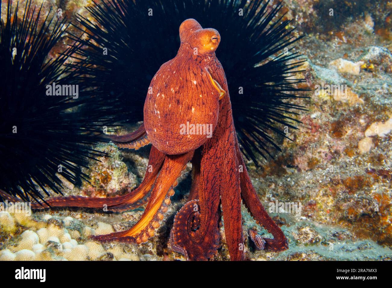 Heute hat der Tintenfisch Octopus cyanea seine Augen nach oben bewegt und steht auf seinen Tentakeln, um einen besseren Blick auf seine Surroundin zu erhalten Stockfoto