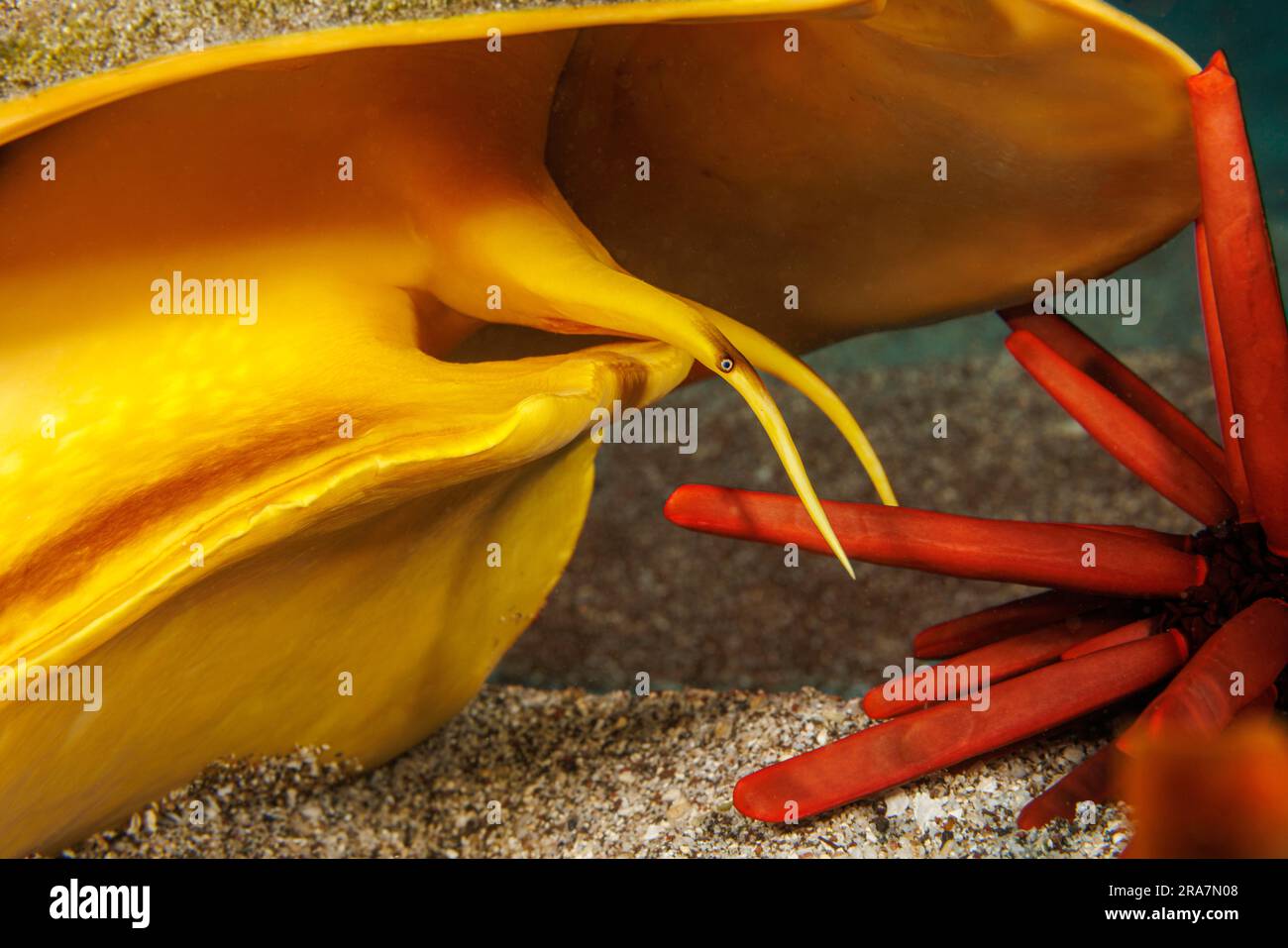 Diese Hornhelmschale, Cassis cornuta, ist abgebildet und zeigt einen Seeigel, auf dem er essen wird. Hawaii. Stockfoto