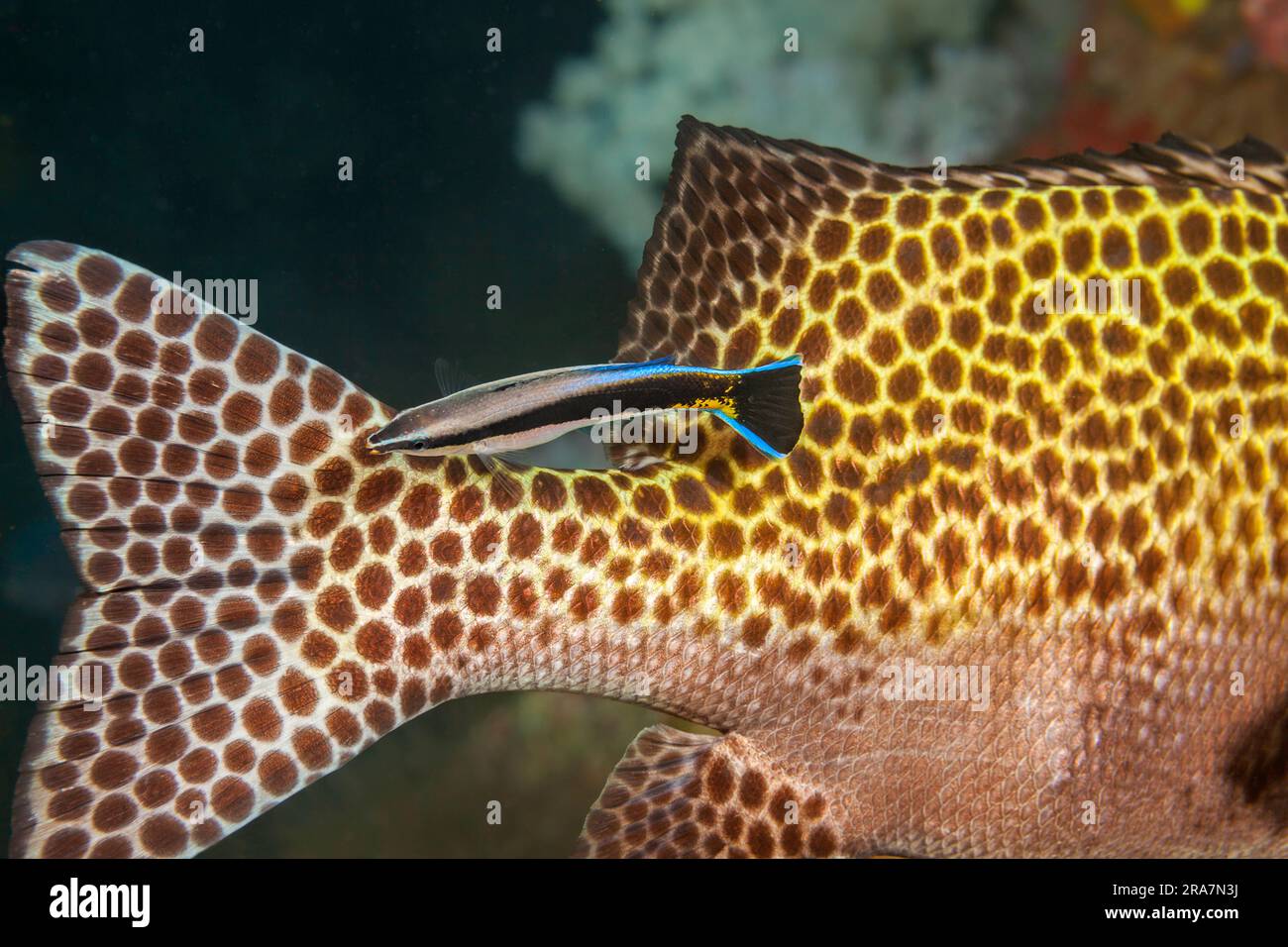 Eine ausgewachsene bluestreak-Rasse, Labroides dimidiatus, durchsucht diesen Clown-Süßlippen, Plectorhinchus chaetodonoides, sorgfältig nach Parasiten, F. Stockfoto