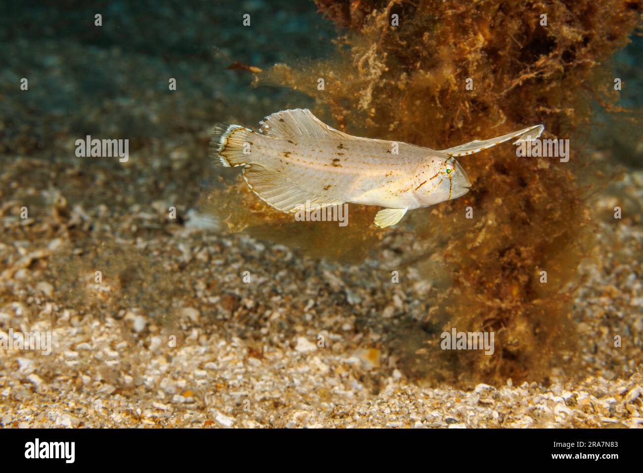 Die junge Pfau-Rasierklinge, Iniistius pavo, wird sich beim Schwimmen drehen und biegen, um ein treibendes Blatt zu imitieren, Hawaii. Stockfoto