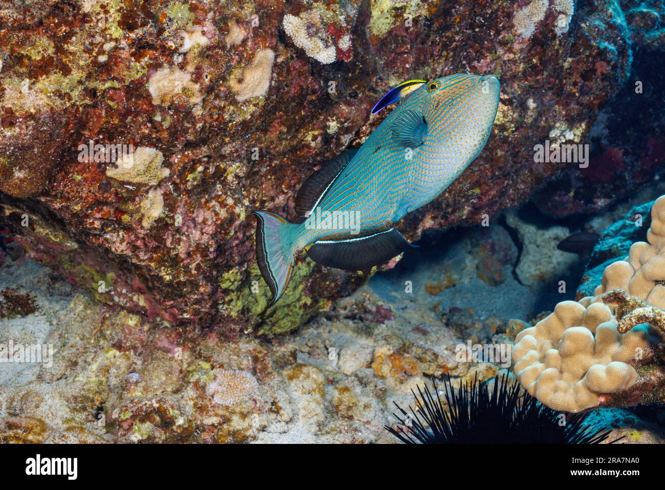 Schwarzer Triggerfisch, Melichthys niger, hat normalerweise eine dunkelschwarze Farbe, kann aber unter bestimmten Umständen ihren Farbton ändern. Sie werden auch als schwarzes d bezeichnet Stockfoto