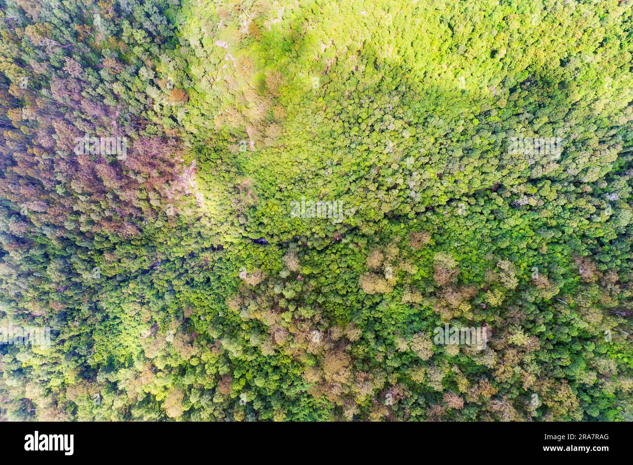 Blue Mountains tiefer Canyon Creek in Blackheath mit Luftaussicht von oben - teure abgelegene Wanderwege. Stockfoto