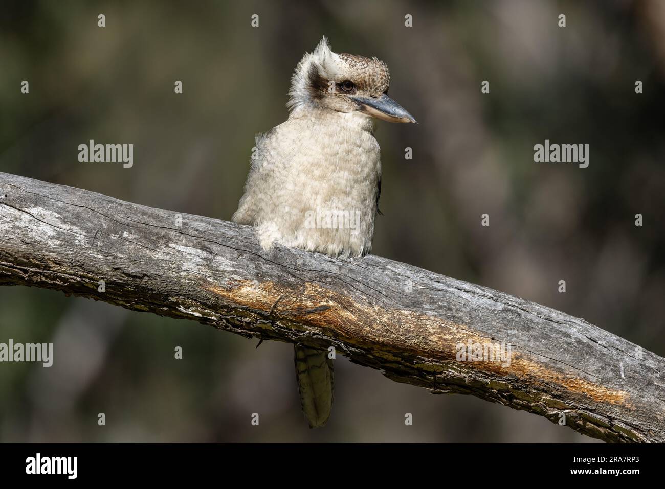 Lachende australische Kookaburra, hoch oben auf einem Ast Stockfoto