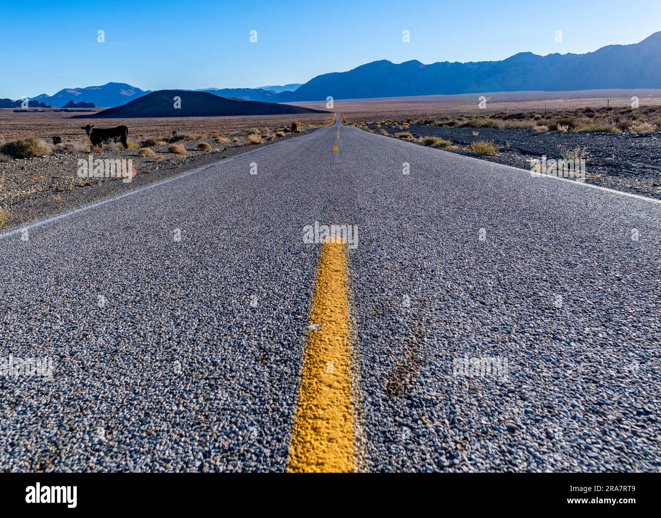 View from middle of long, straight, empty road in Nevada desert with cow on side of road and mountains on horizon Stockfoto