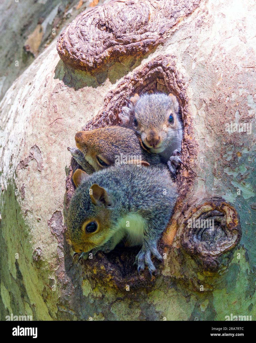 Drei kleine Eichhörnchen, Sciuridae, die Köpfe aus dem Baumnest stechen und sich im Central Park New York City auf seltsame Weise umsehen Stockfoto