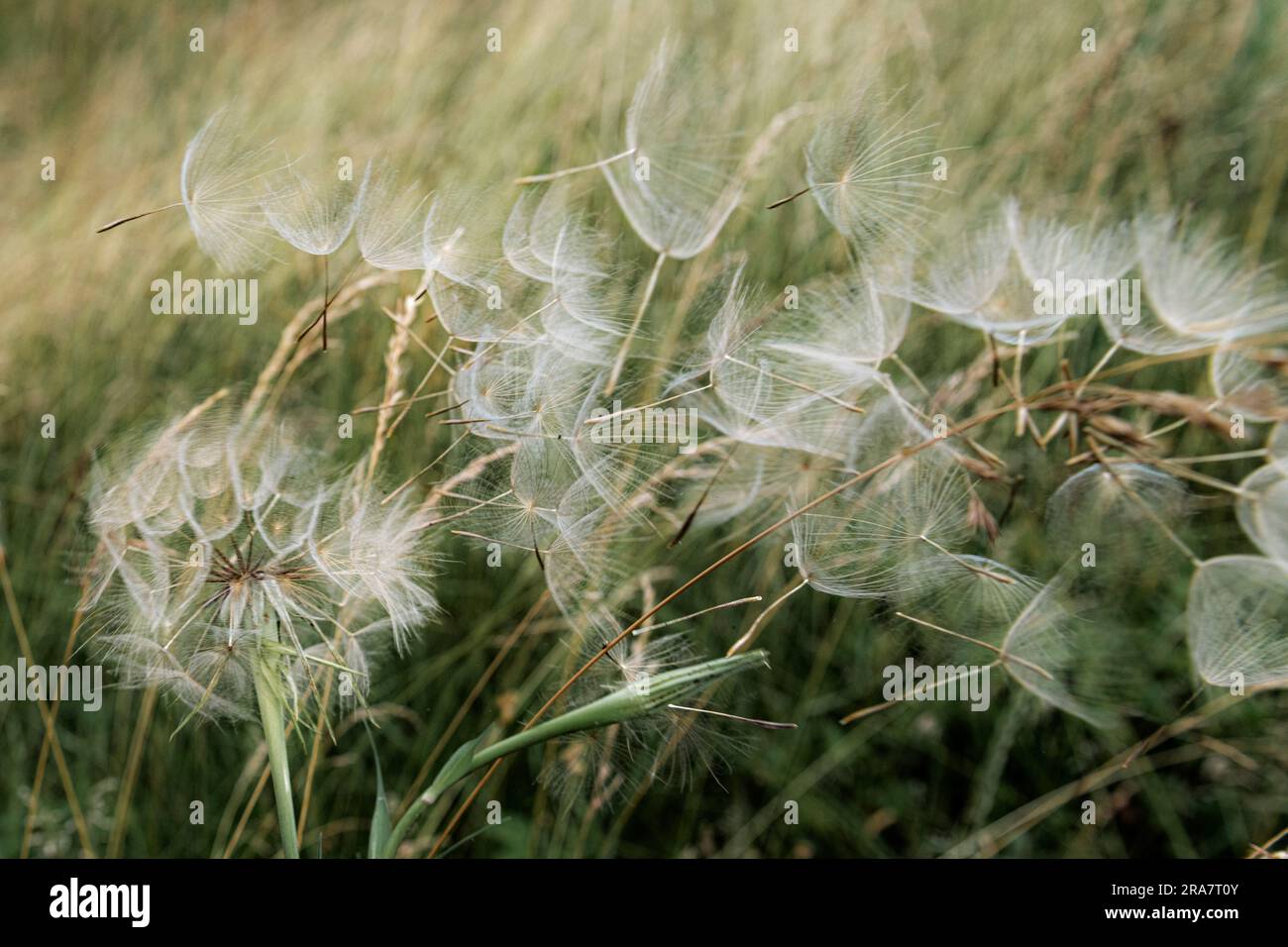 Nahaufnahme von Löwenzahn Taraxacum Samenfloretten, die im Wind im hohen Gras weggeblasen werden Stockfoto