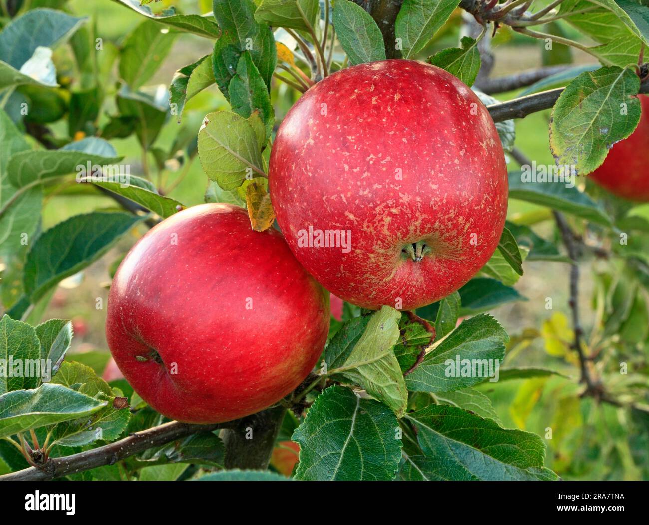 Apfel „Clopton Red“, wächst auf dem Baum Stockfoto