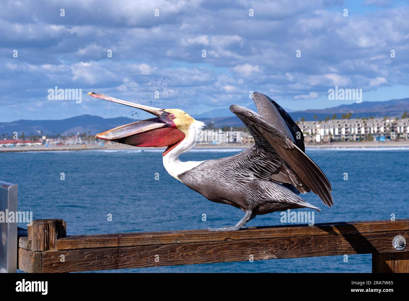 Weit Aufmachen! Der braune Pelikan öffnet Schnabel und Flügel und zeigt einen roten Halsbeutel an, während er auf Fische wartet. Oceanside Municipal Fishing Pier, Kalifornien. Stockfoto