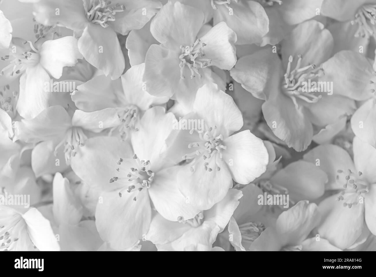 Wunderschöne weiße Jasminblumen als Hintergrund, Nahaufnahme Stockfoto