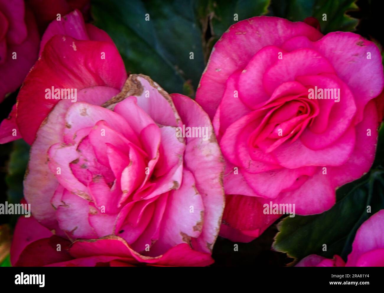 Begonia Prince's Island Park Calgary Alberta Stockfoto