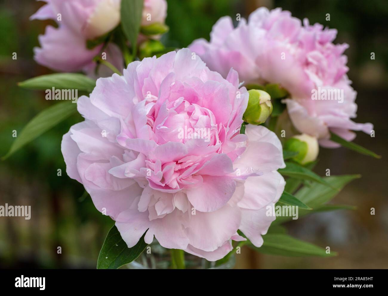 Gemeinsames 'Pink Giant' Garten Pfingstrose, Luktpion (Paeonia lactiflora) Stockfoto