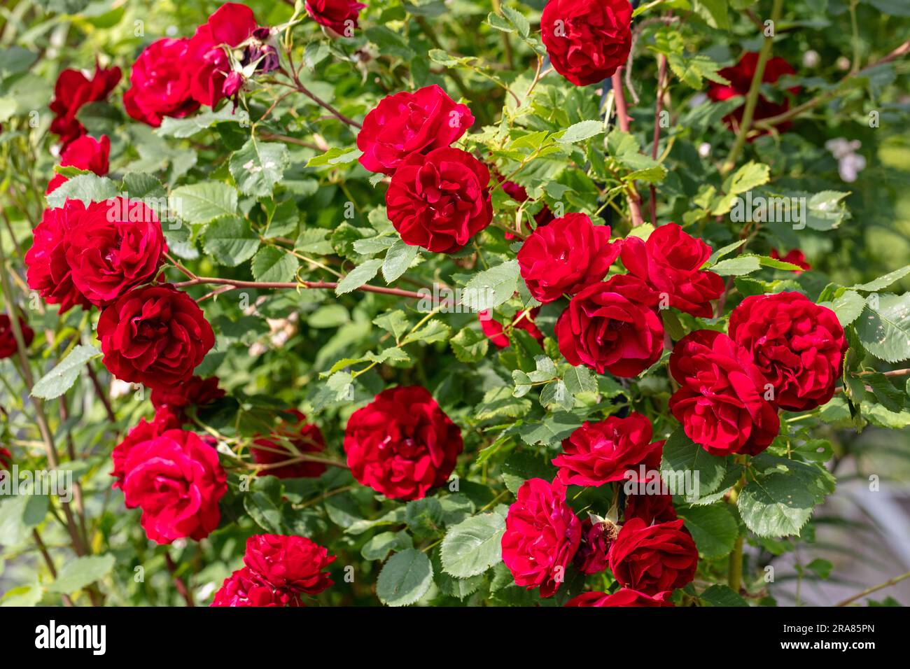 Strauchrose, Buskros (Rosa) Stockfoto