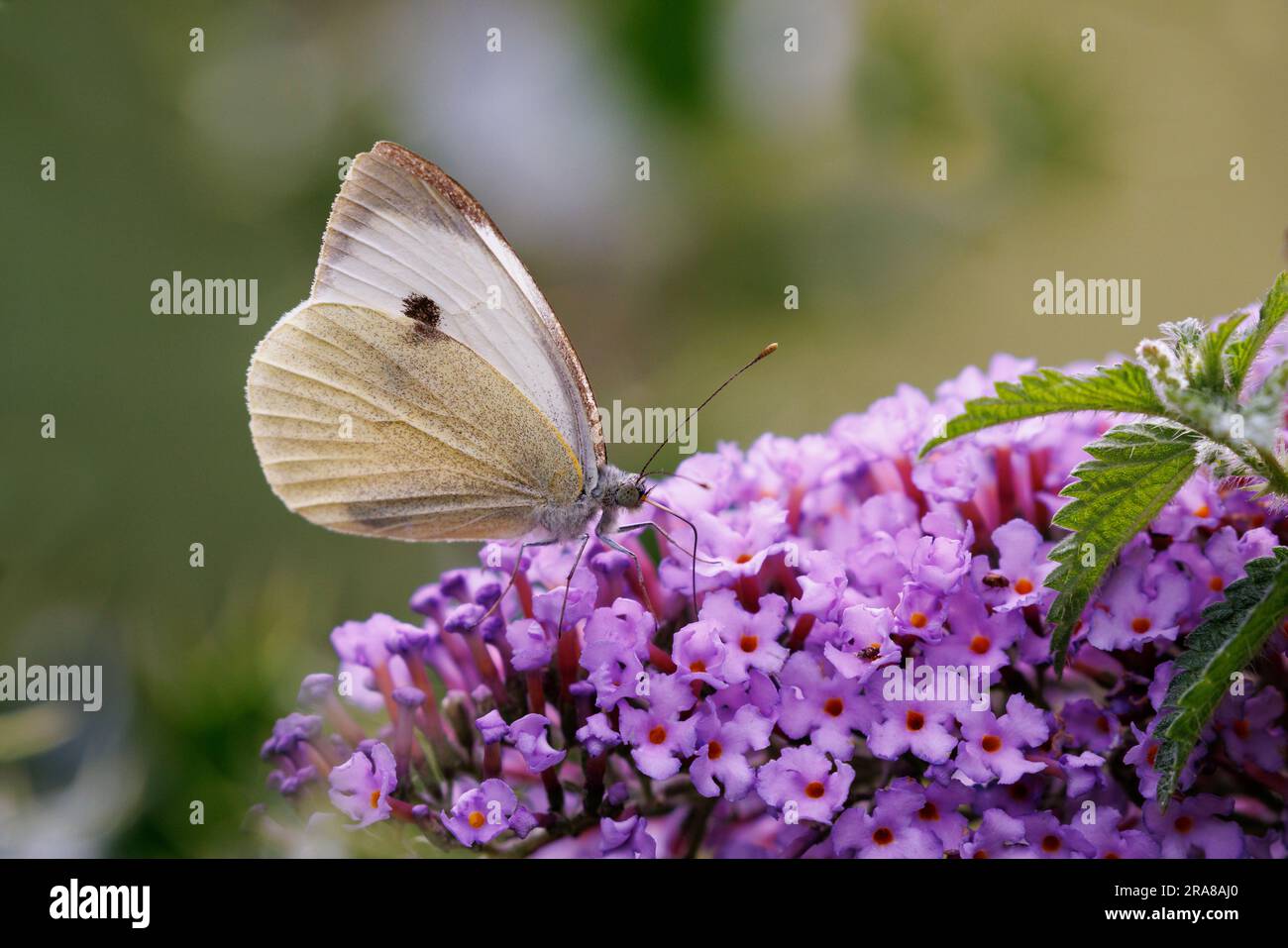 Großer weißer oder Kohlschmetterling [ Pieris brassicae ], der sich von Buddleia-Blüten ernährt Stockfoto