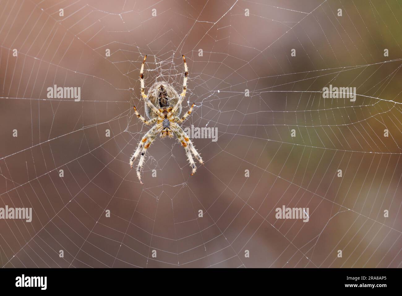 Europäische Gartenspinne [ Araneus diadematus ] von der Unterseite im Web Stockfoto