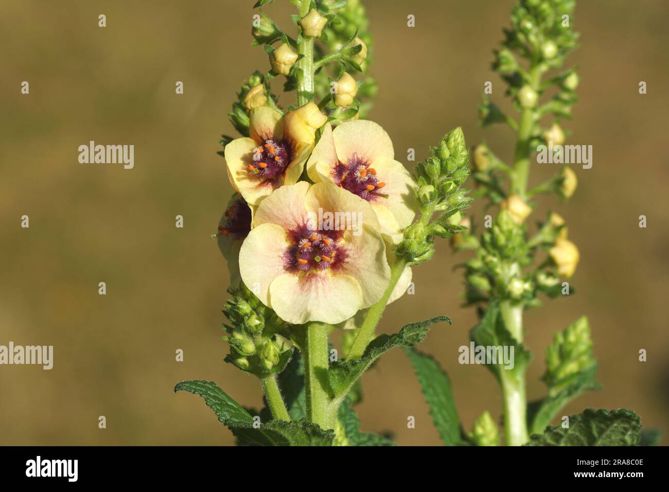Nahaufnahme der Blüten von Mullein, Verbascum „Dunkle Augen“, Familie Ranunculaceae. Sommer, holländischer Garten, Juni. Stockfoto
