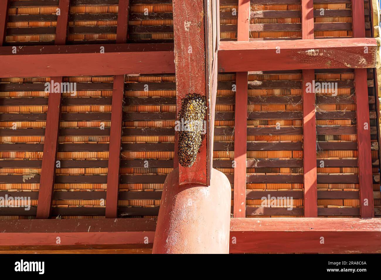 Unter den Dachträgern befindet sich ein großer Bienenstock. Stockfoto