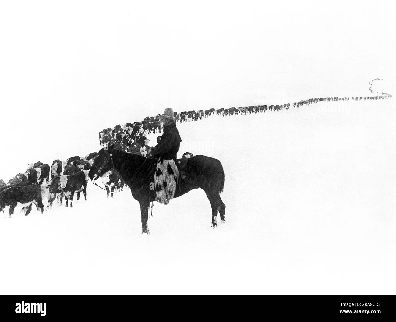 Pitchfork, Wyoming: Am 16. Januar 1923 sitzt Ein Cowboy auf seinem Pferd, während eine lange Schlange von Rindern während einer winterlichen Viehfahrt auf der Z/T Ranch vorbeizieht. Stockfoto