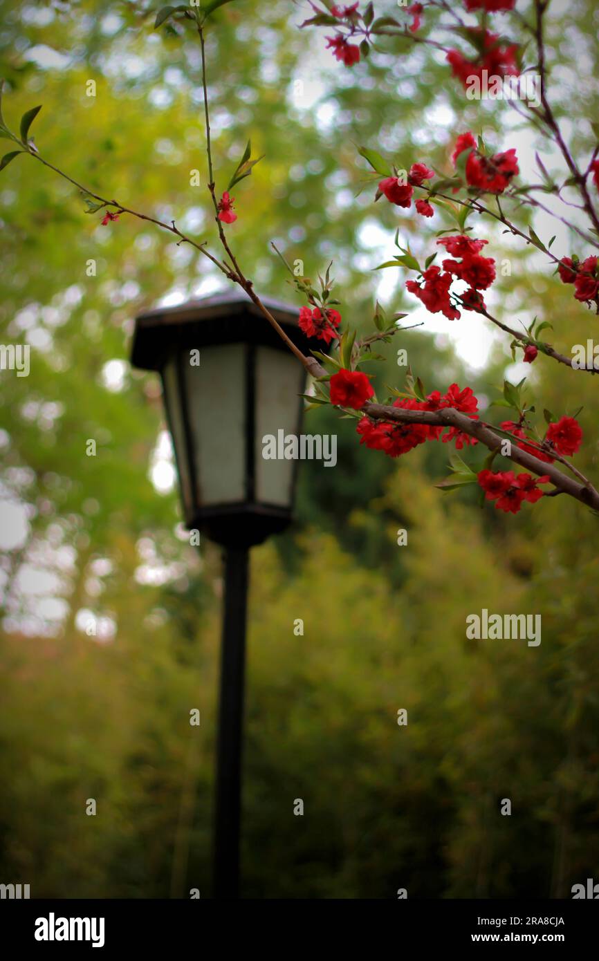 Entdecken Sie ein faszinierendes Schauspiel verschiedener Blumen, jede mit einzigartigen Formen und lebendigen Farben, und genießen Sie die warme Umarmung des Sonnenlichts im Freien Stockfoto