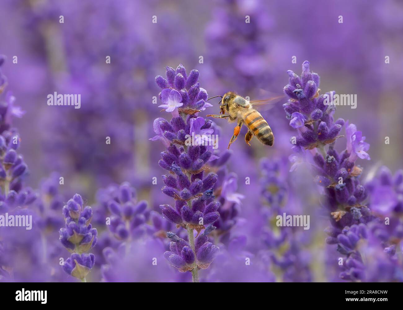 Honigbiene (APIs mellifera) auf Lavendelblumen Stockfoto