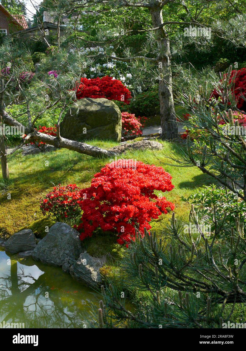 Teich, japanischer Bonsai-Garten in Schwilowsee, OT. Ferch, Brandenburg  Stockfotografie - Alamy
