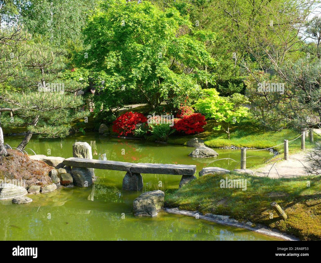 Japanischer Bonsai-Garten in Schwilowsee - OT. Ferch, Brandenburg,  Azalea-Blte Stockfotografie - Alamy