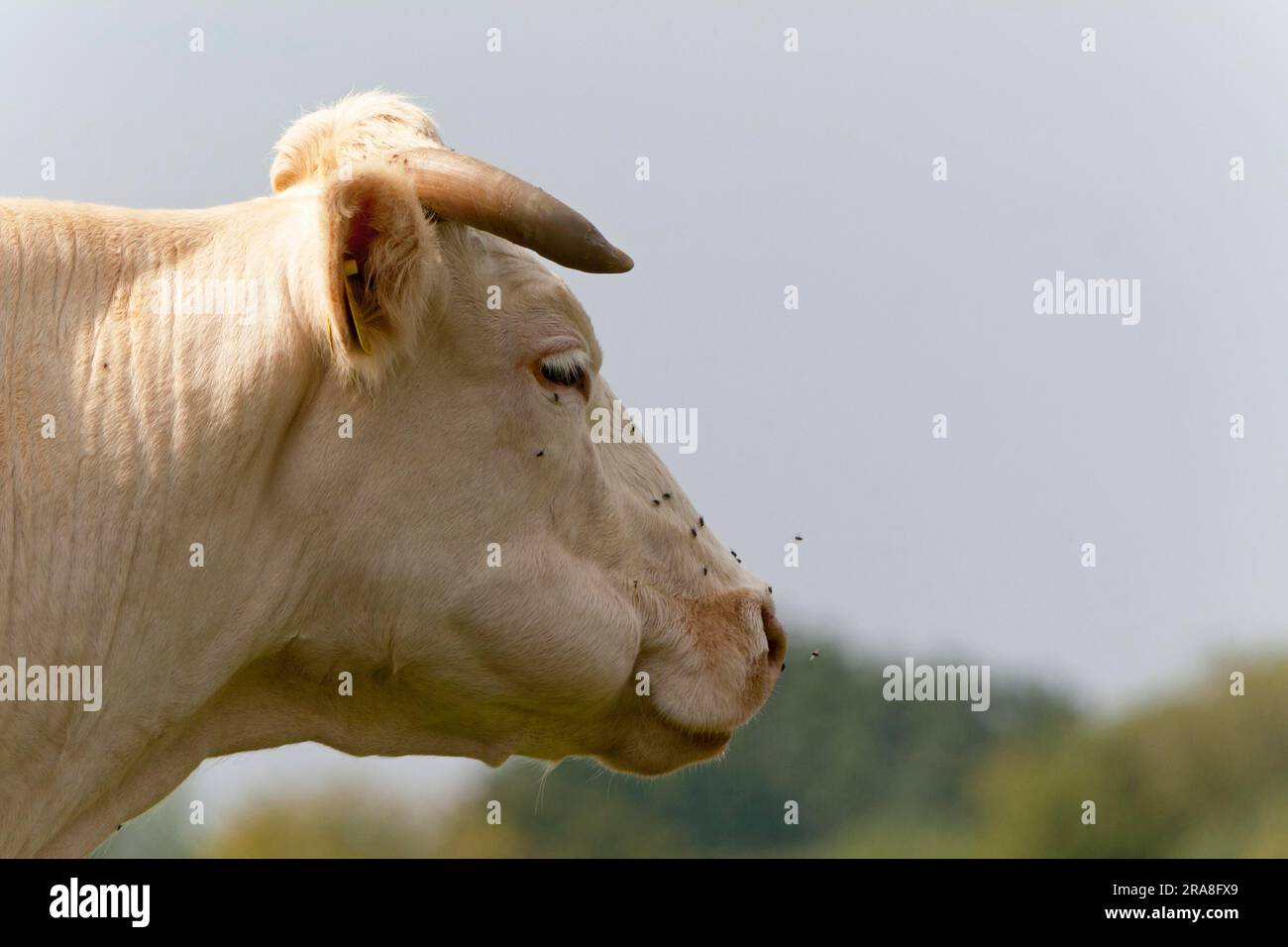 Charolais-Schale Stockfoto
