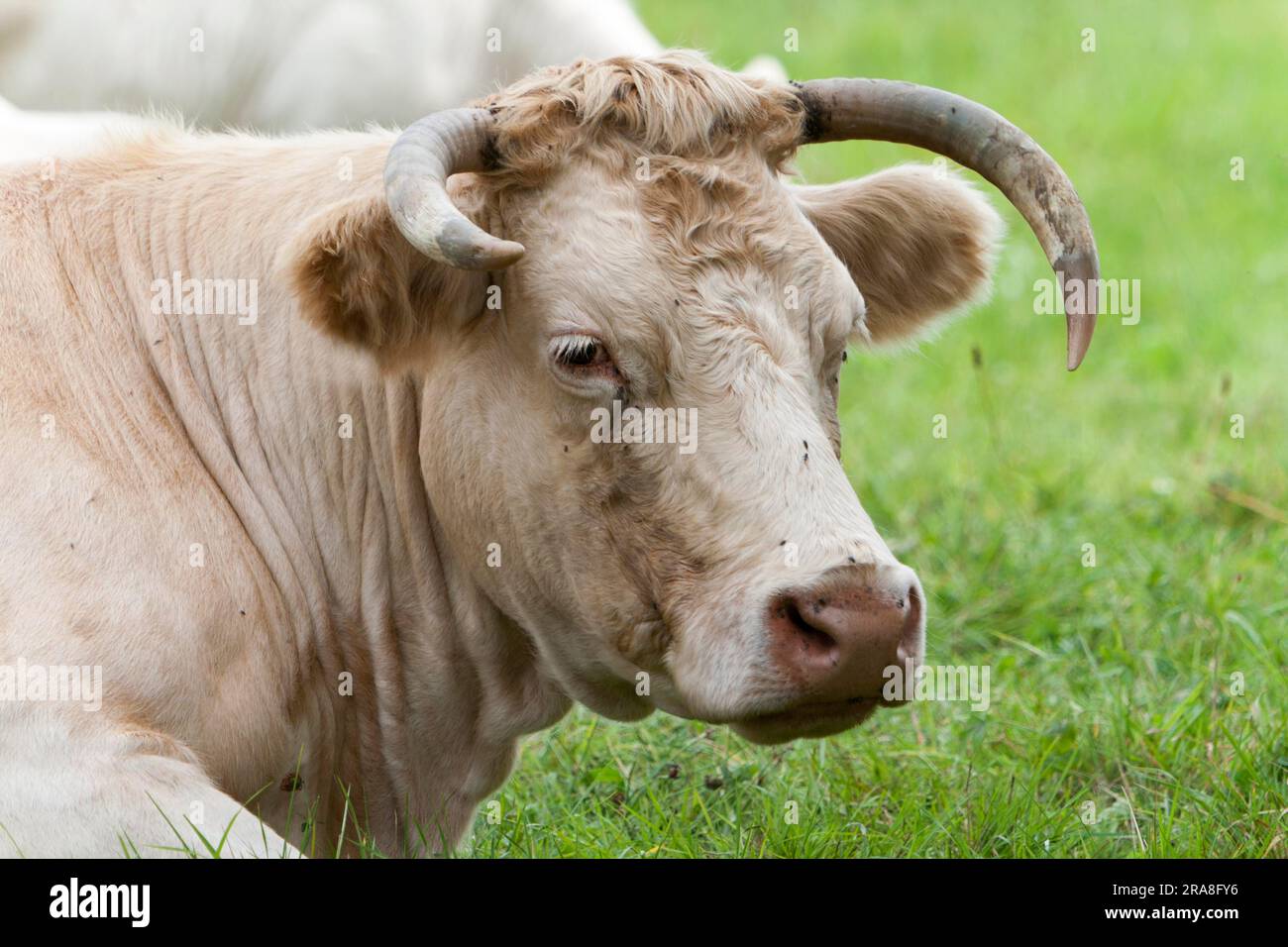 Charolais-Schale Stockfoto