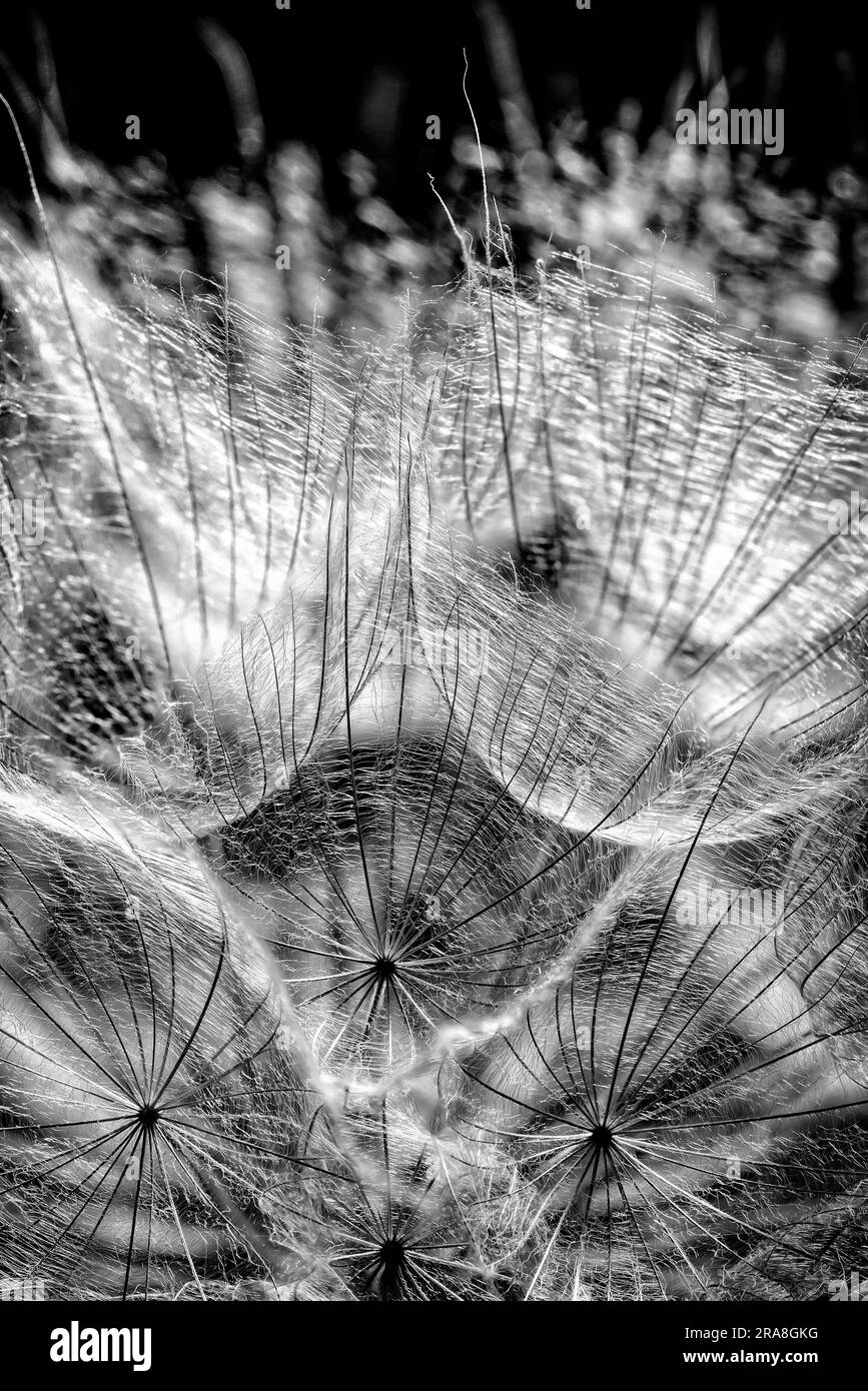 Makro der Löwenzahn Samen mit Gegenlicht auf schwarzem Hintergrund Stockfoto