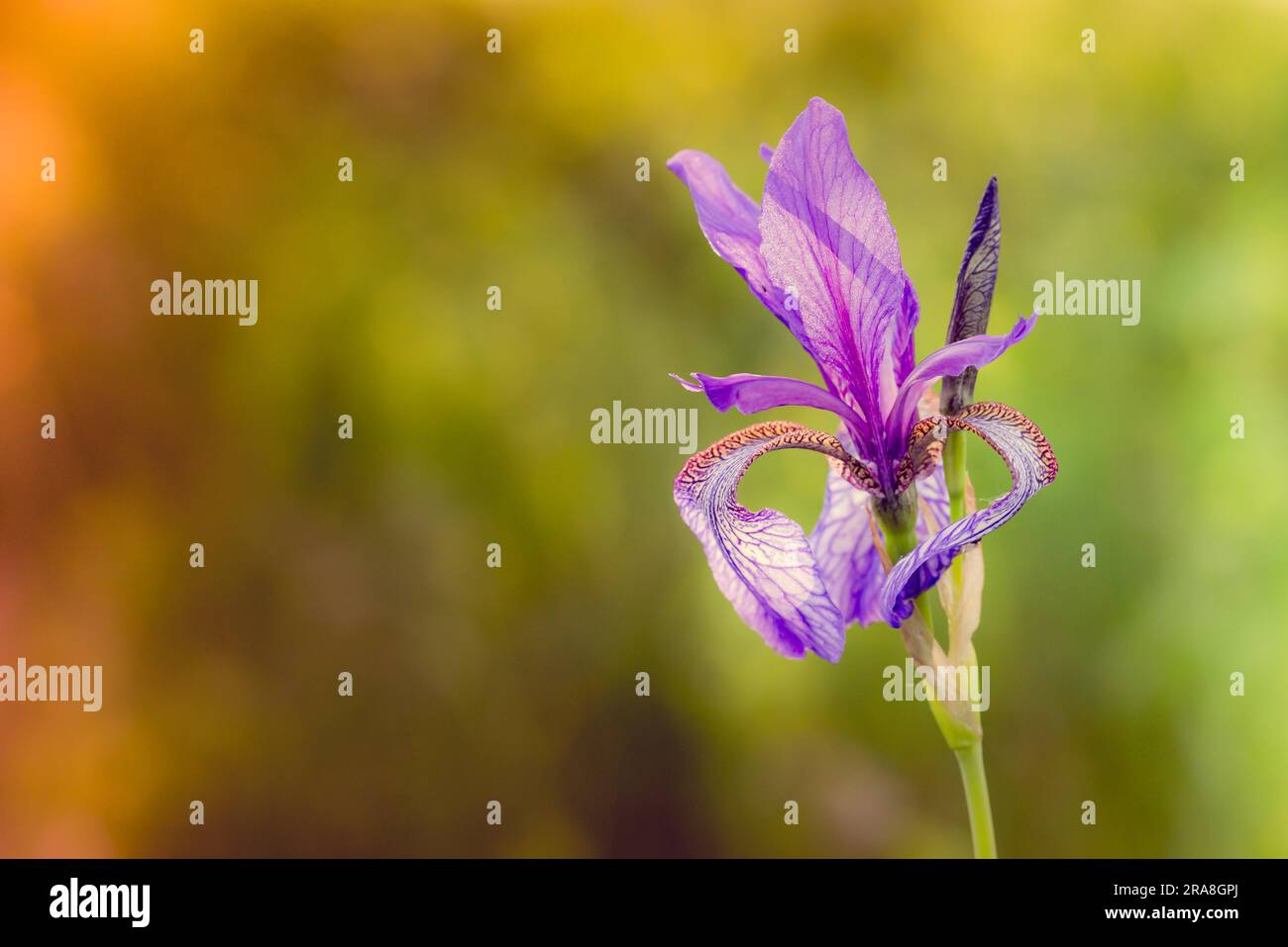 Weithin bekannt als sibirische Iris (Iris sibirica) oder sibirische Flagge, die auf der Wiese in der Nähe des Dnieper-Flusses in Kiew, Ukraine, unter dem weichen Wasser wächst Stockfoto