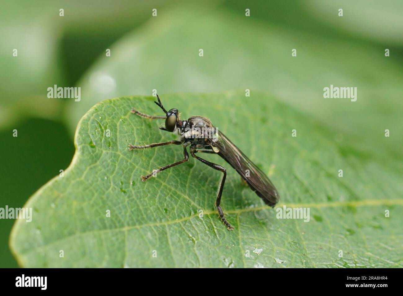 Natürliche Nahaufnahme einer gestreiften Robber Fly, Dioctria hyalipennis auf grünem Hintergrund Stockfoto