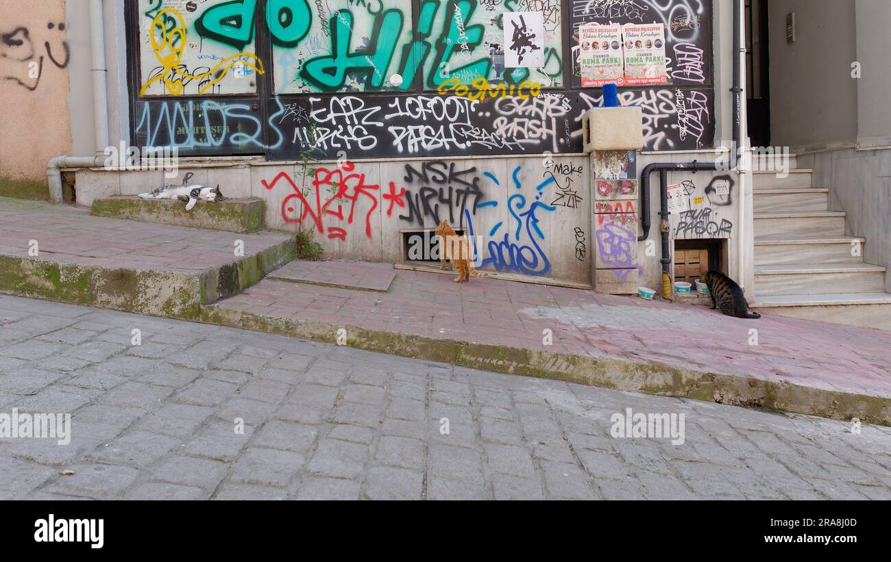 Wilde Katzen werden von Einheimischen in der Nachbarschaft Cihangir, Istanbul, Türkei, gut betreut Stockfoto