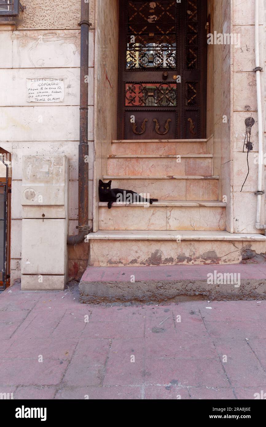 Eine schwarze Katze mit überraschenden Augen sitzt auf Stufen in einer Tür mit einer braunen Metalltür mit ungewöhnlichen Symbolen in Istanbul, Türkei Stockfoto
