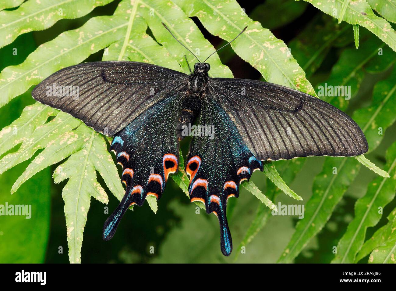 Pfau (Papilio-Polyctor) (Papilio bianor) (Papilio ganesa) (Papilio polyctora) Stockfoto