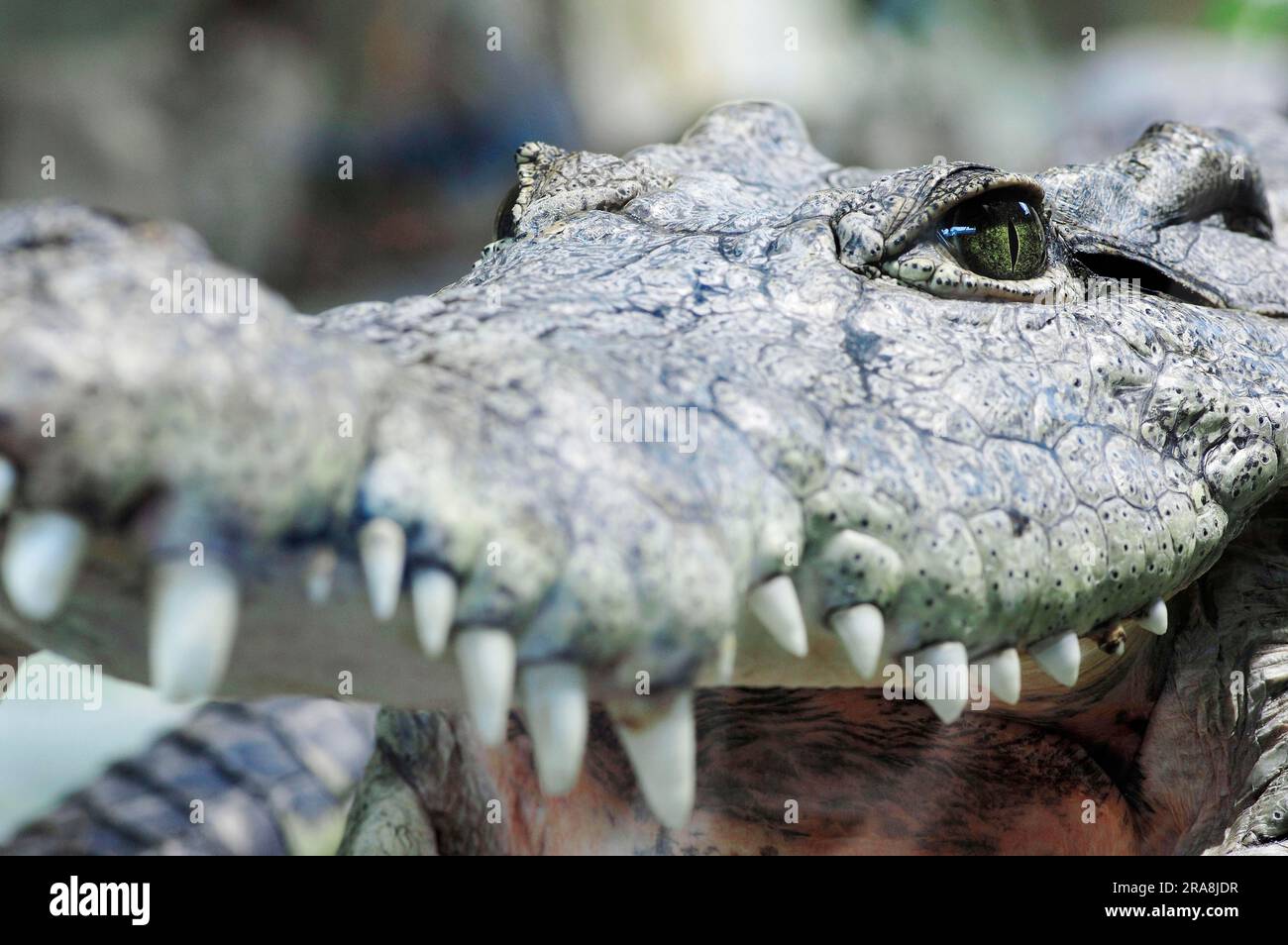 Nilkrokodil (Crocodylus niloticus) Stockfoto