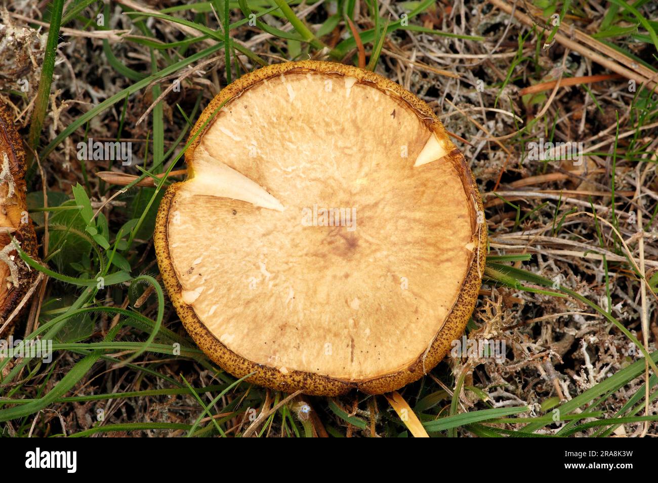 Weeping Bolete, Provence, Südfrankreich (Suillus granulatus) Stockfoto