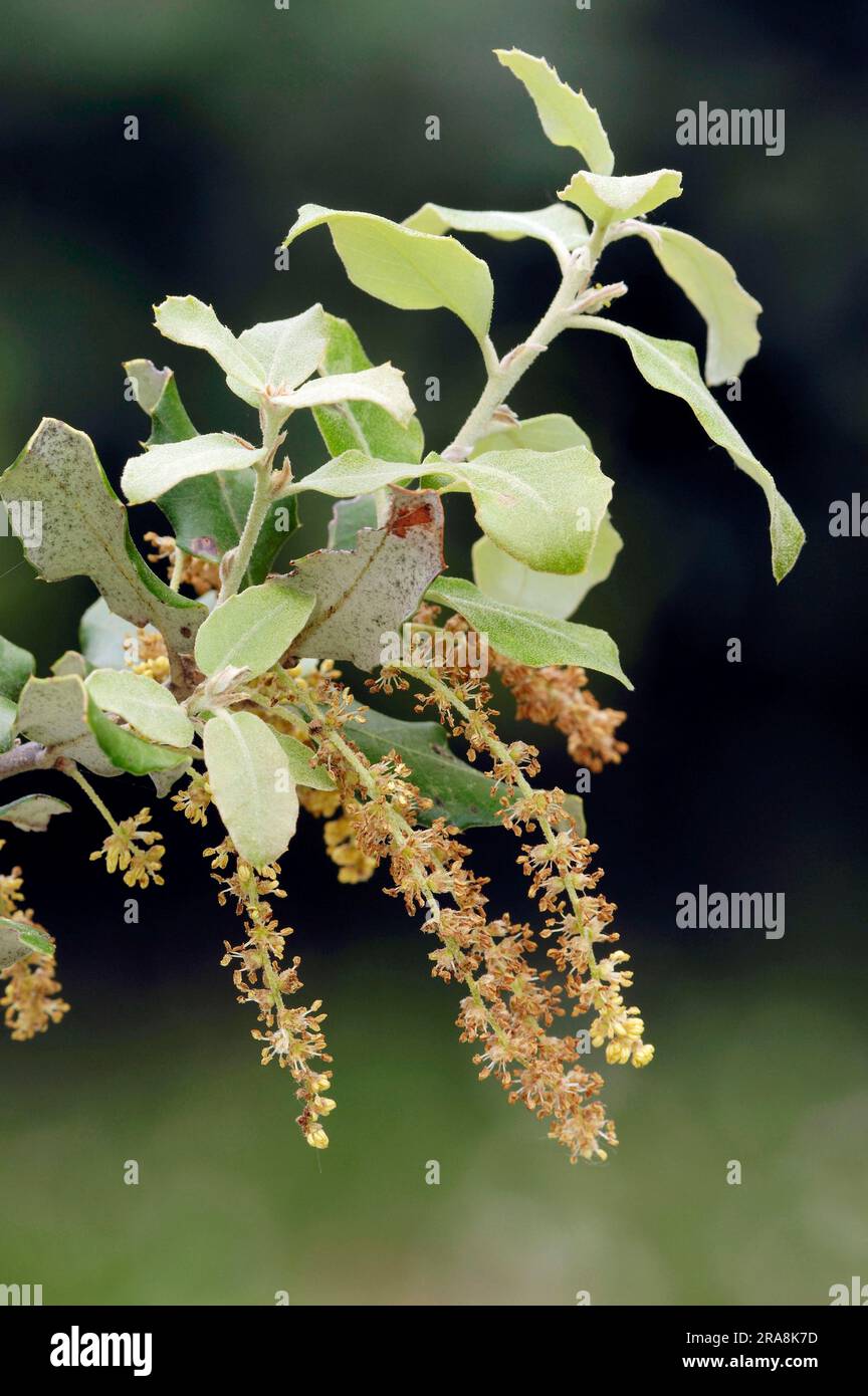 Provence, Südfrankreich (Quercus pseudococcifera), Kermes Eiche (Quercus coccifera), Kermes Eiche Stockfoto