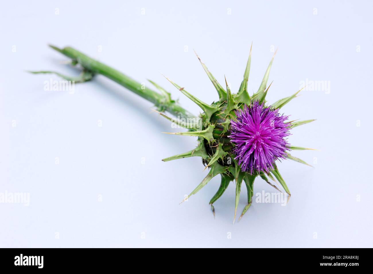 Milchdistel (Silybrum marianum) (Carduus marianus), Mariendistel Stockfoto